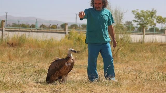 Yaralı ve bitkin halde bulunan iki akbaba Van da tedavi ediliyor