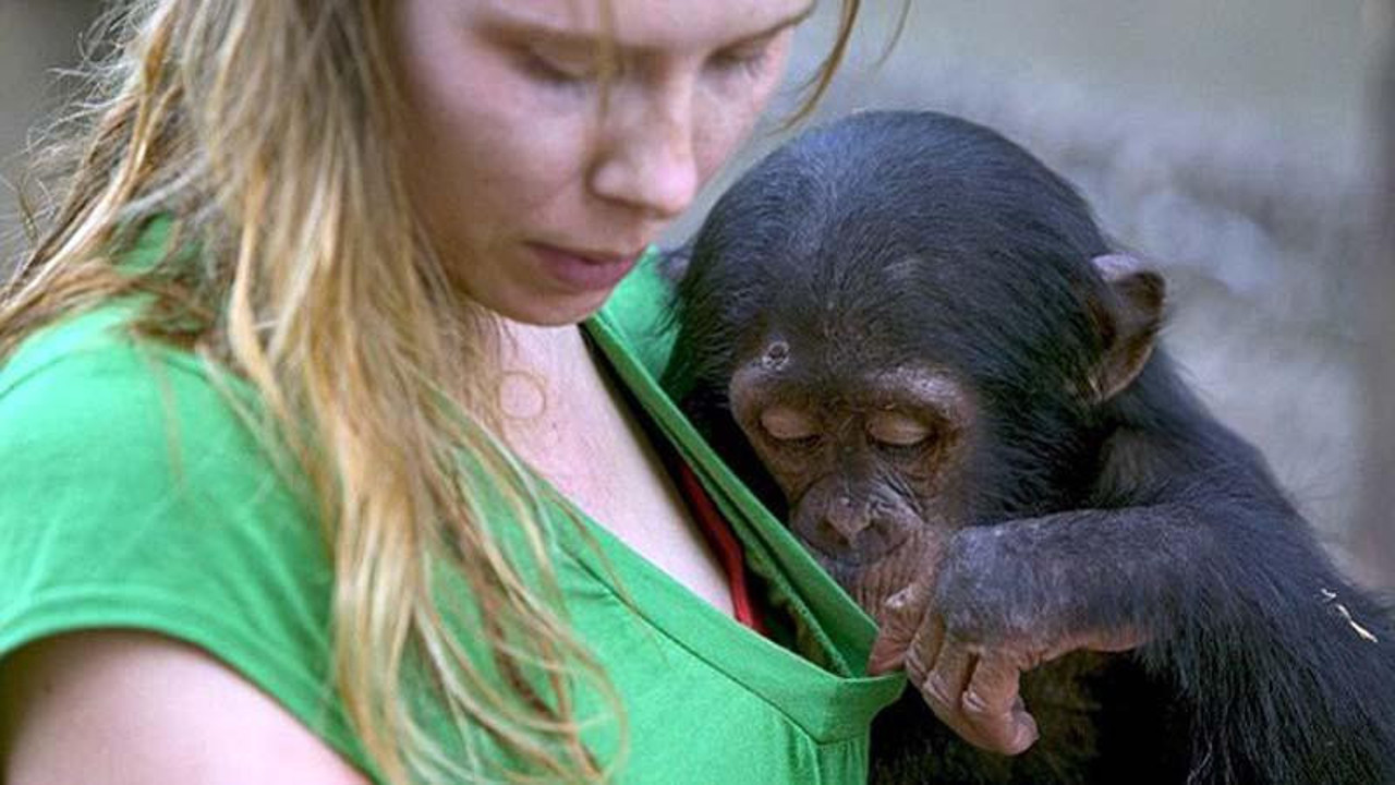 Darwin'in merak teorisi