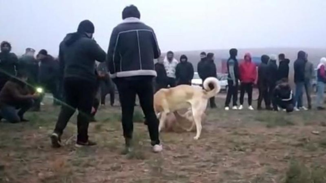 Kırıkkale'de köpek dövüştüren birçok kişi yakalandı