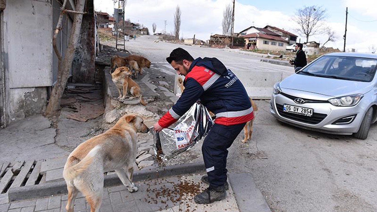 Büyükşehirden mama desteği