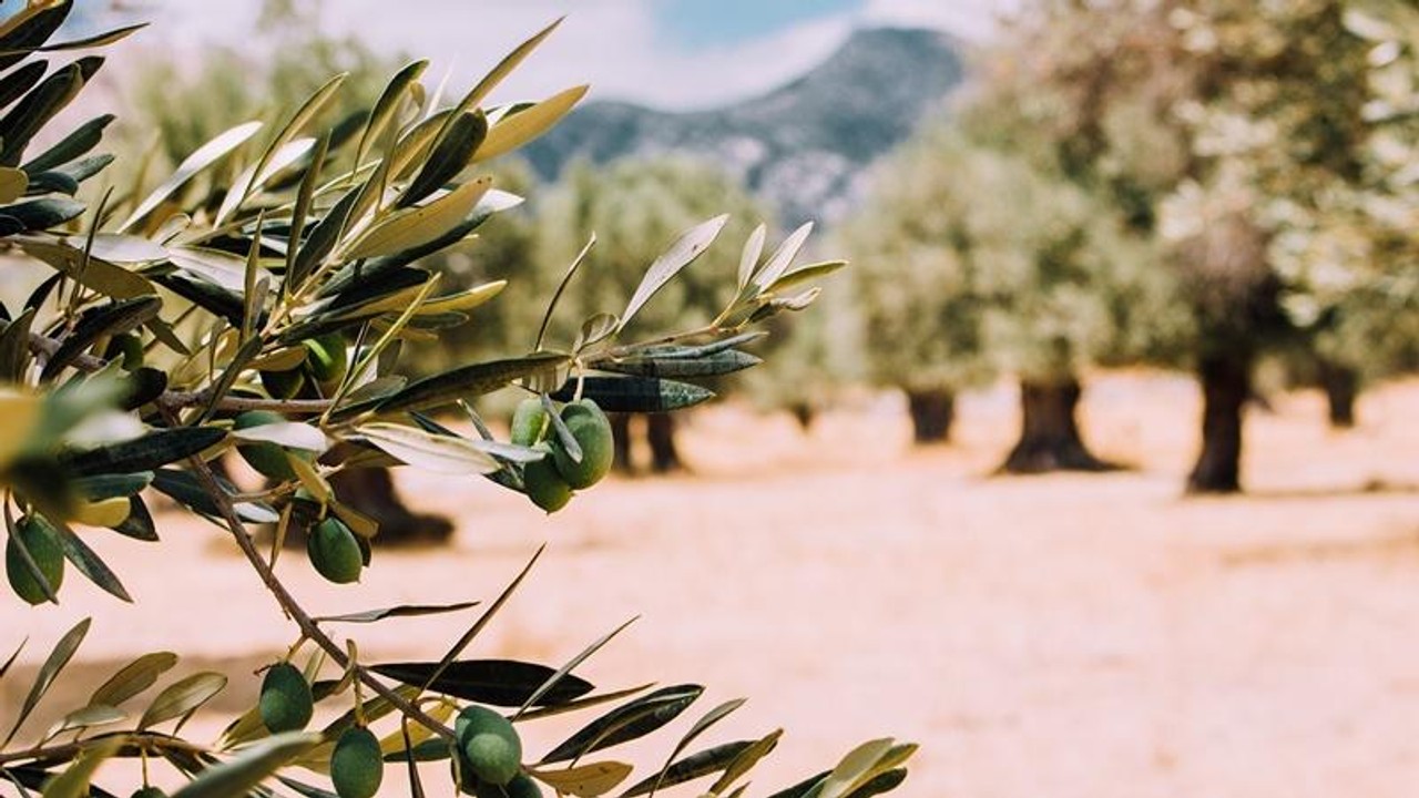 ‘Zeytin, kendi evinde misafir oldu’