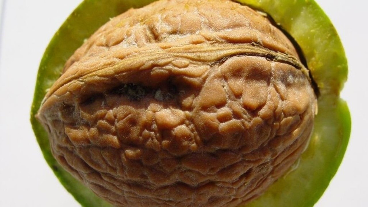 Где Купить Зеленый Грецкий Орех