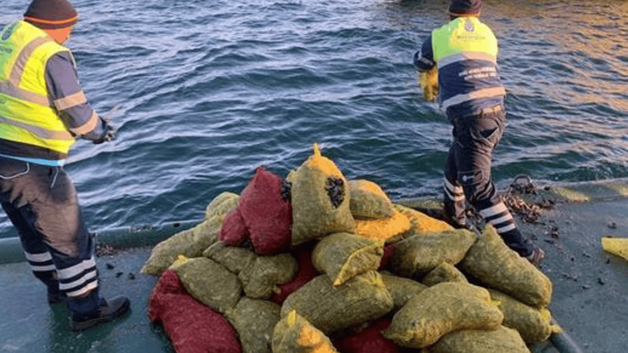İstanbul'da kaçak midye avcılığına operasyon: 4 kişi gözaltına alındı