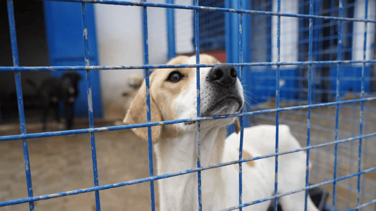 Tokat'ta donmak üzere olan anne köpek ve yavrularına barınak yapıldı