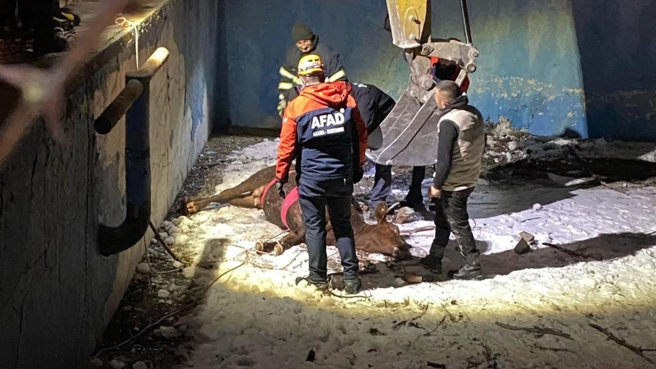 İnek boş havuza düştü! Sivas’ta gerçekleşti