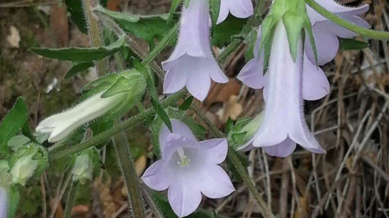 Yeni bir bitki türü! Aydın Kuşadası'nda keşfedildi