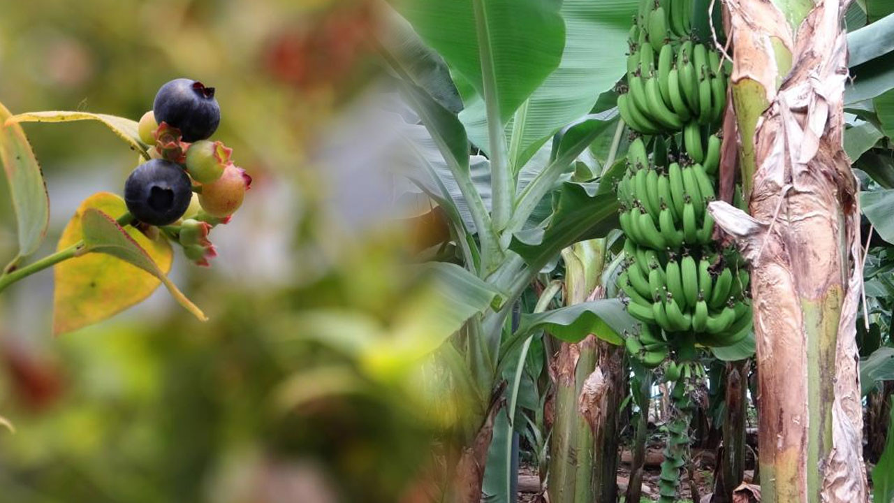 Adana'nın Çukurova ilçesinde yetiştiriliyor! Avrupa ve Orta Doğu'ya ihraç edilecek! Ekonomiye büyük katkı sağlaması bekleniyor
