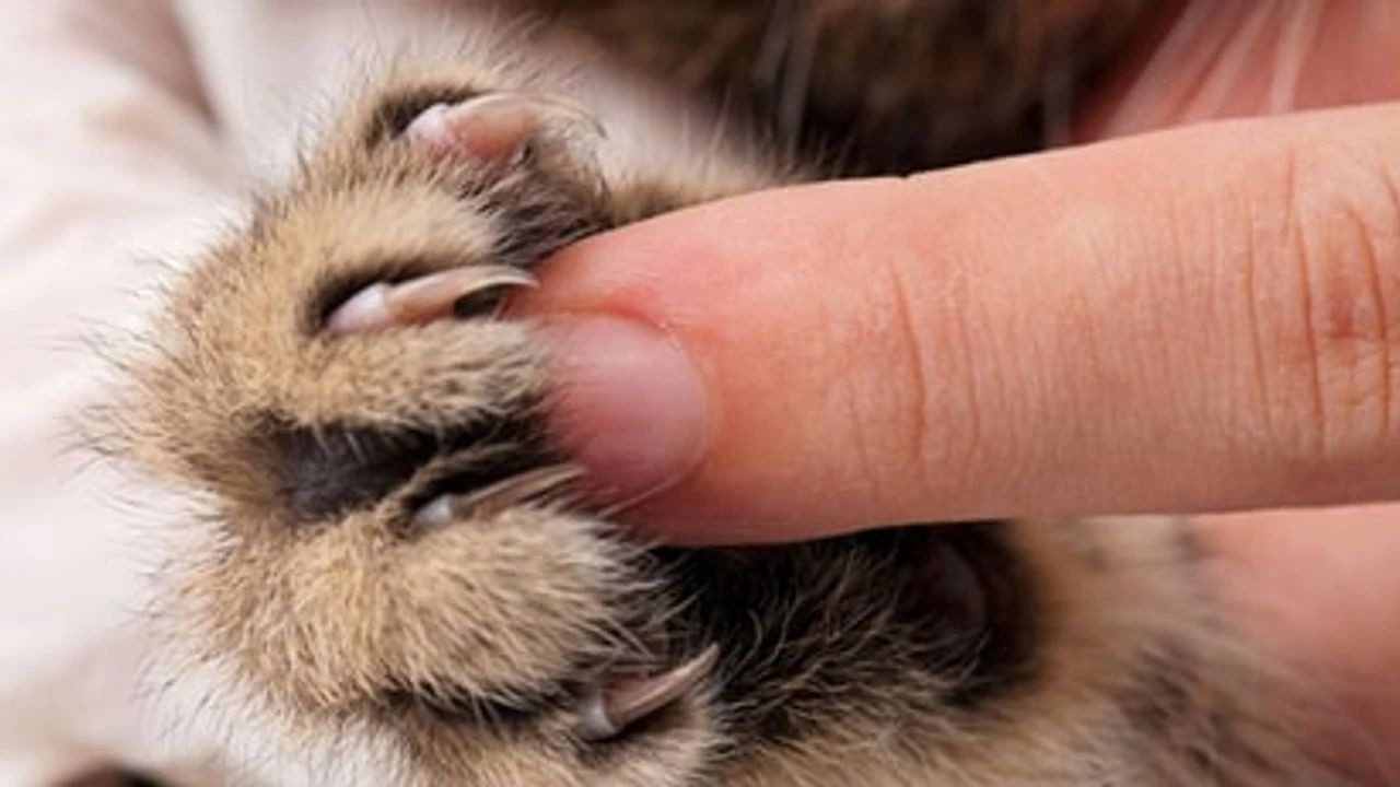 Kedi sahipleri dikkat! Göz enfeksiyonu riski var