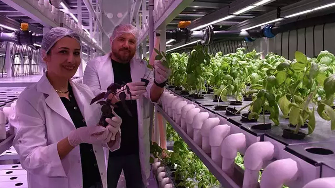 İzmir’de üretiyorlar! Ekonomik değeri yüksek ürünler yetiştiriyorlar! İzmir haberleri, Urla haberleri