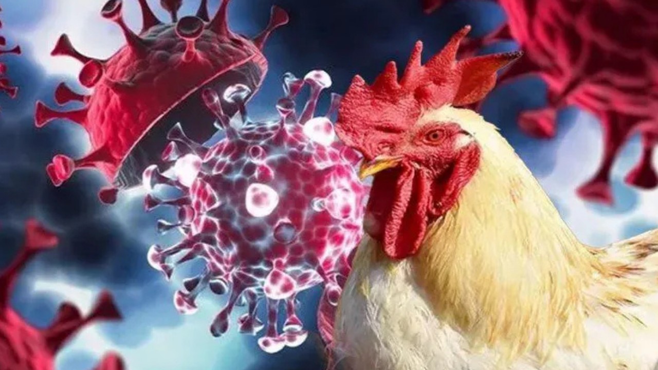 İlk kez bir insana bulaştı: Ölümcül olabilir! O belirtilerle ortaya çıktı