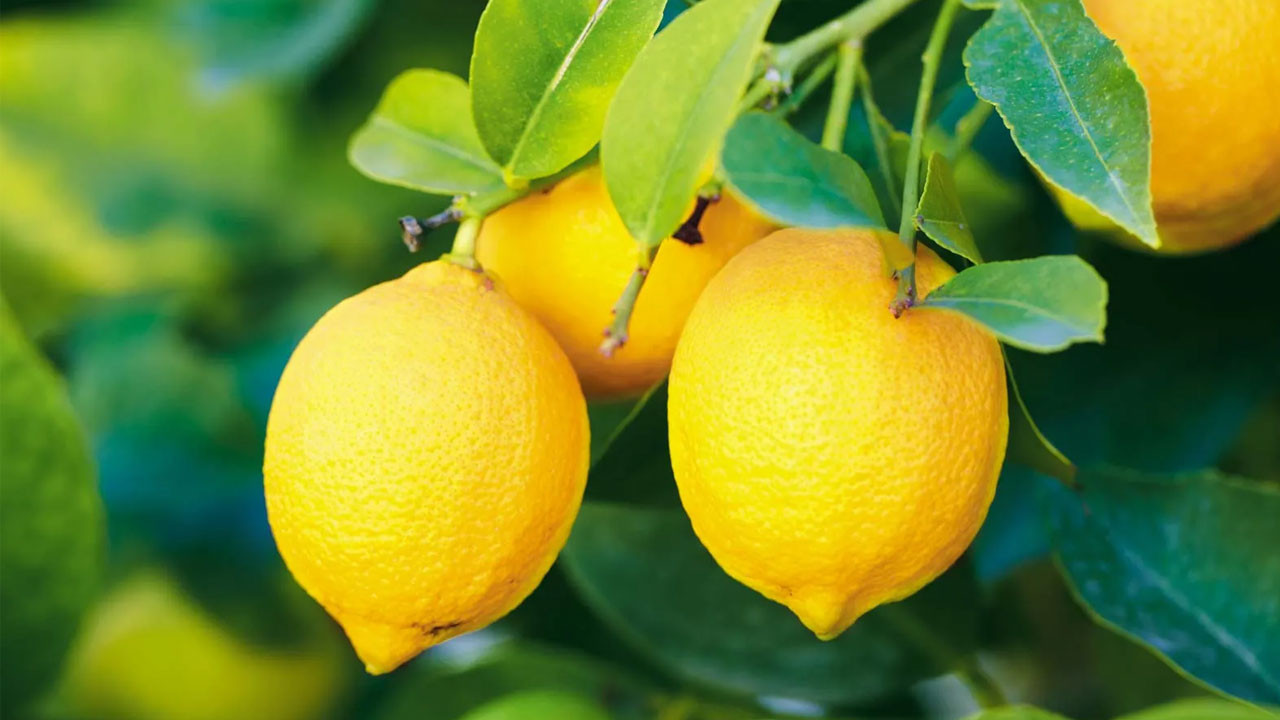 Ticaret Bakanlığından limon kararı! İhracatı durduruldu