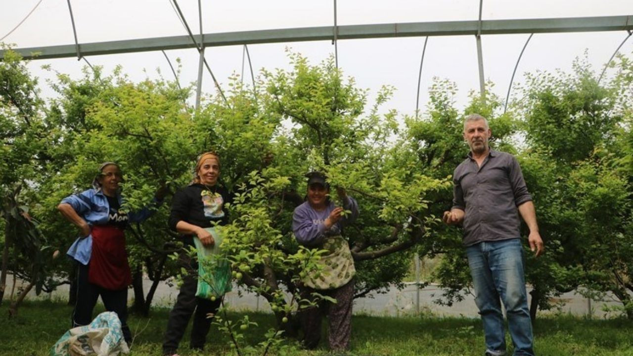Hatay’da serada yetişiyor! Kilosu 500 liraya satılıyor