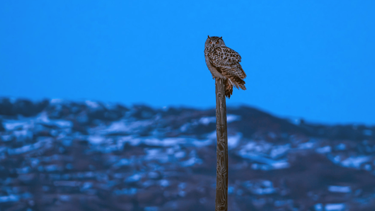 Nadir görülen puhu, Sivas'ta fotoğraflandı