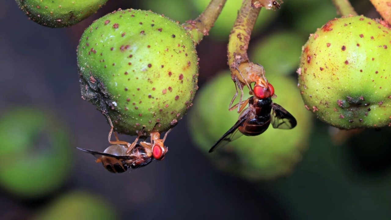 Alkollü erkekleri daha çekici buluyor... Yeni araştırma şaşırttı