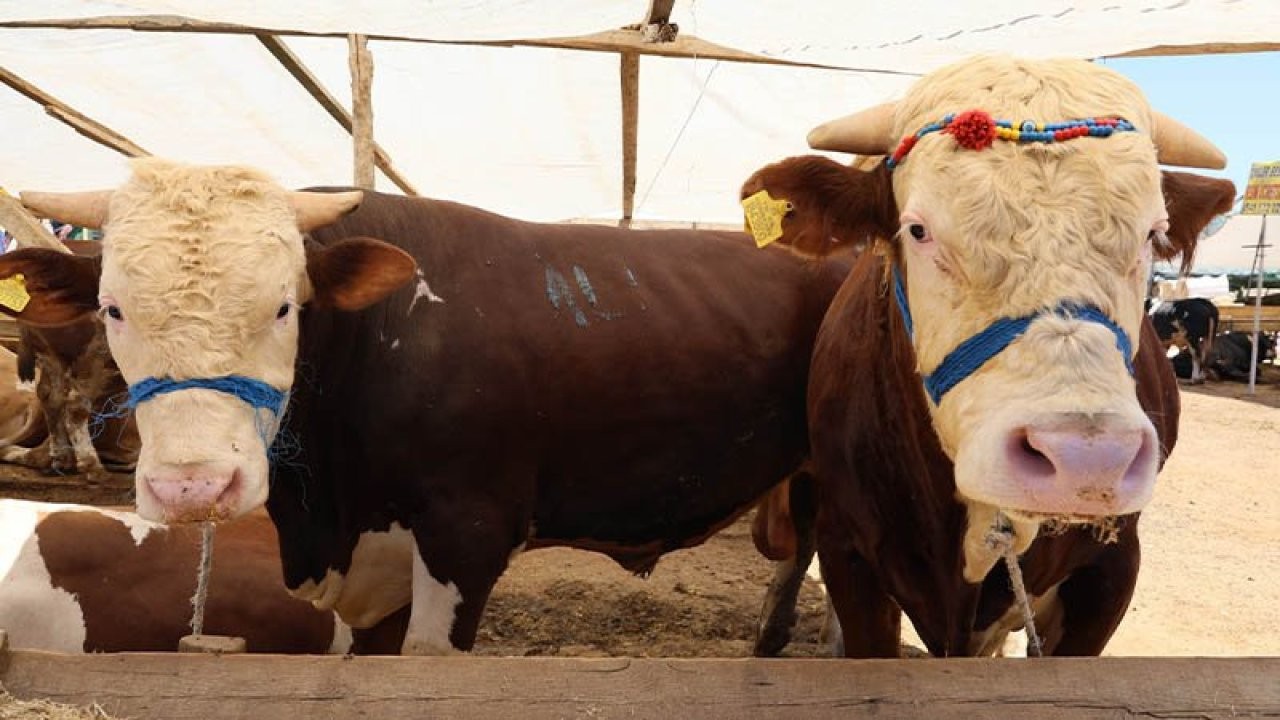 Kurban fiyatları netleşmeye başladı! İşte 2025 küçükbaş ve büyükbaş kurbanlık fiyatları
