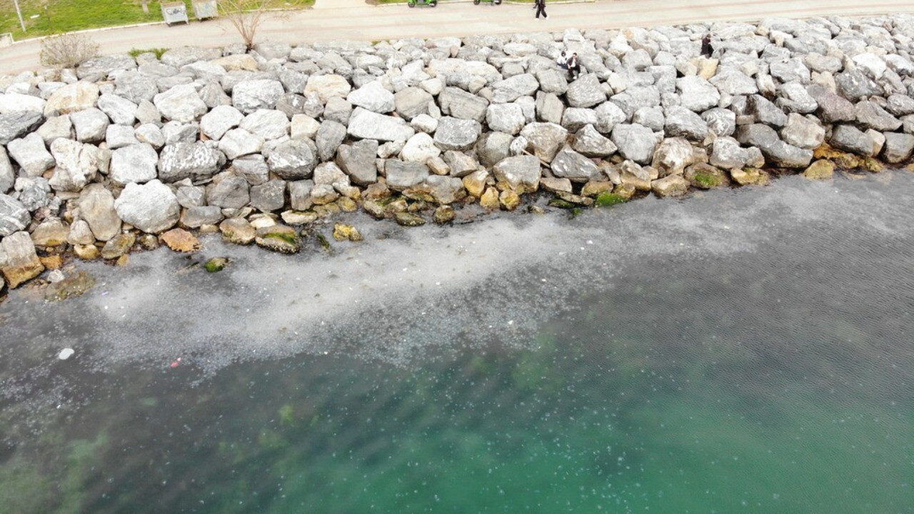 Moda Sahili'ni denizanası bastı: Dron ile görüntülendiler