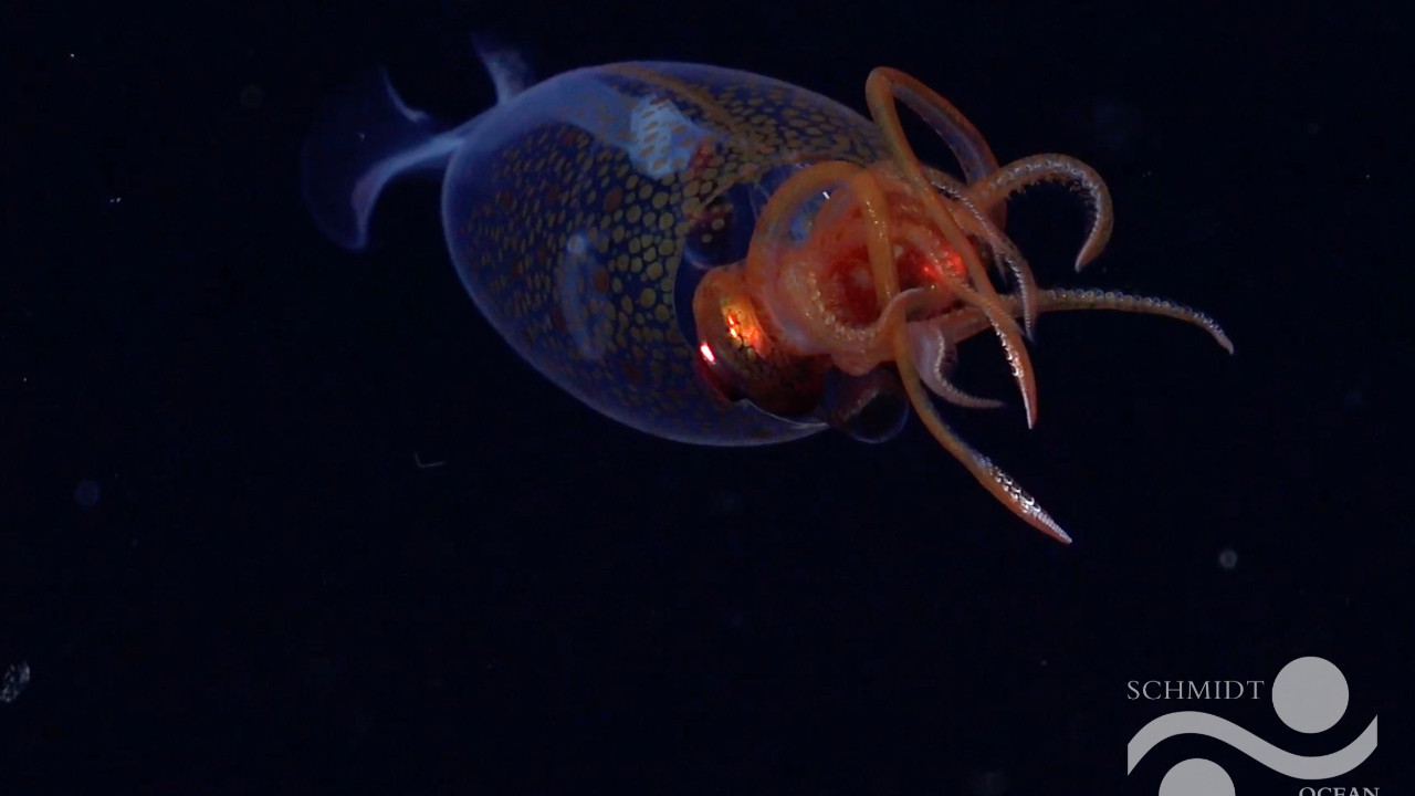 Dev kalamar doğal ortamında ilk kez görüntülendi