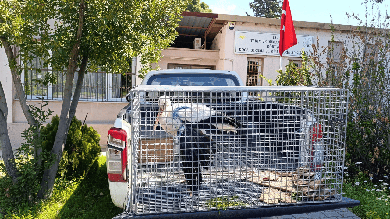 Hatay'da yaralı halde bulundu... Tedavinin ardından doğaya bırakılacak
