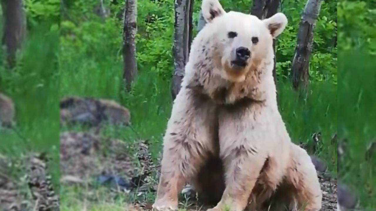 Yasa parlamentodan geçti: Acil durumda o hayvanlar vurulabilecek