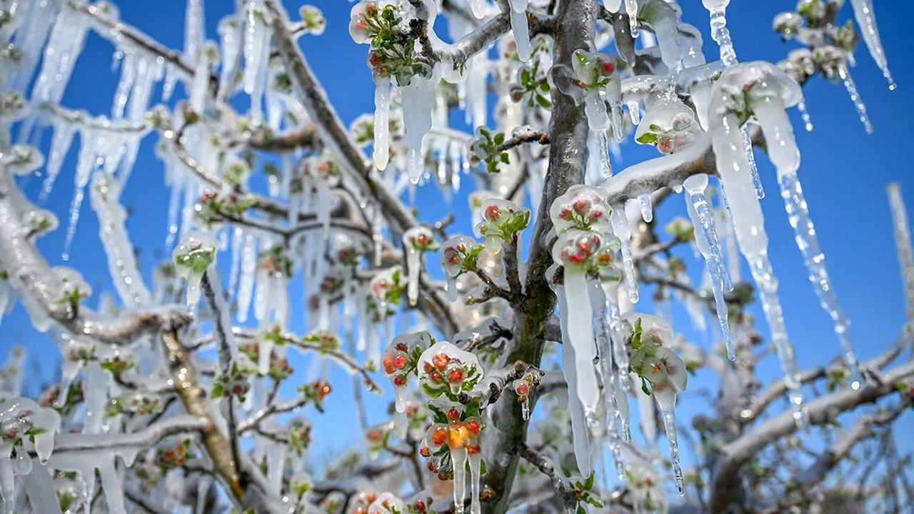 Zirai don uyarısı geldi! 4 gün sürecek