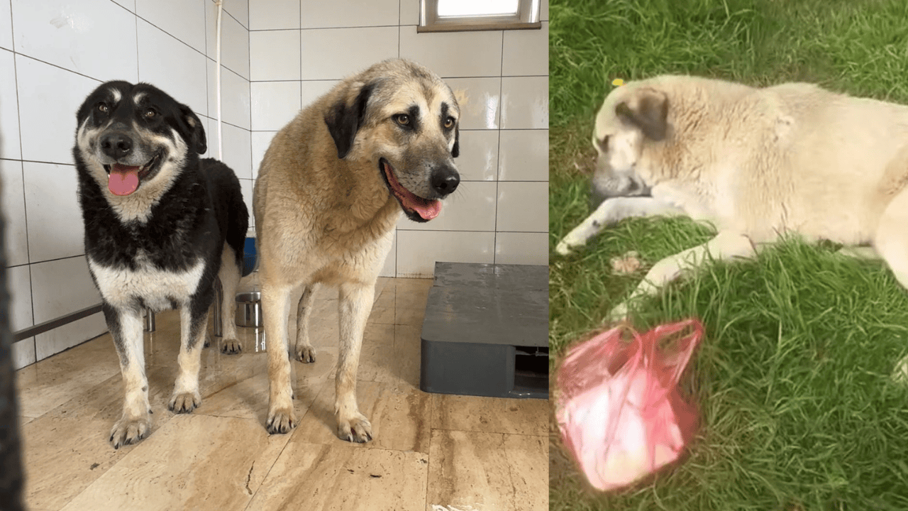Avcılar'da zehirlendiği iddia edilen iki köpek kurtarıldı