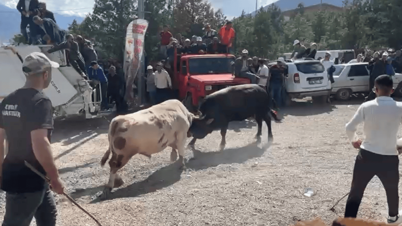 Boğa güreşi arenasında panik: Kapıyı kırıp izleyicilerin arasına daldı!