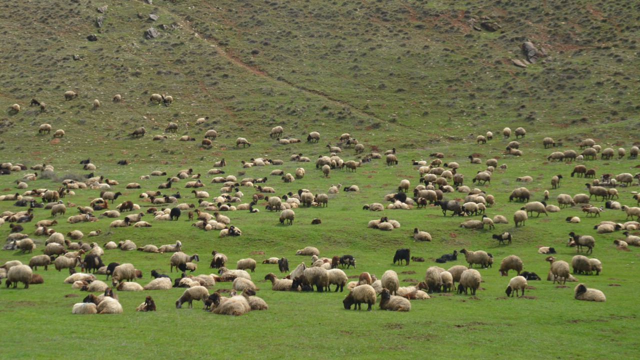 Meralar yeniden koyun ve kuzuları ağırlıyor