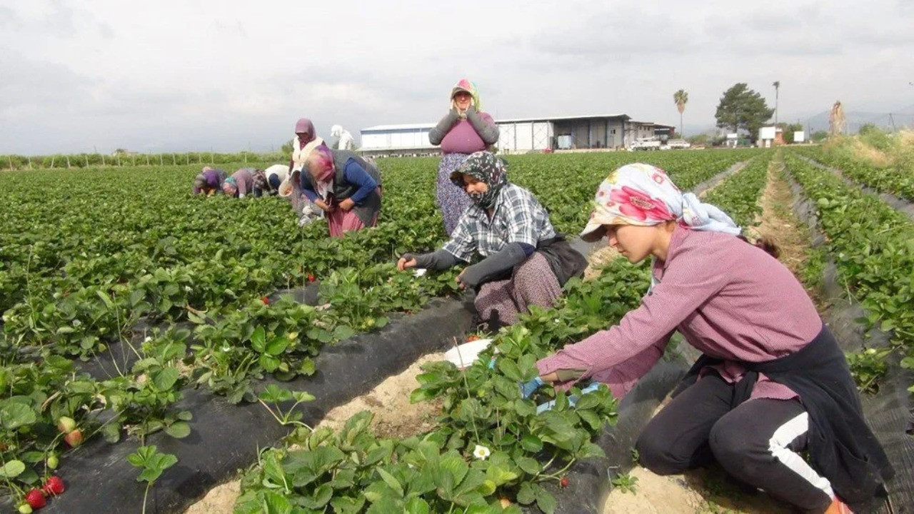 Mersin'den Rusya, Ukrayna ve Katar'a gönderiliyor: Kilosu 90 TL...