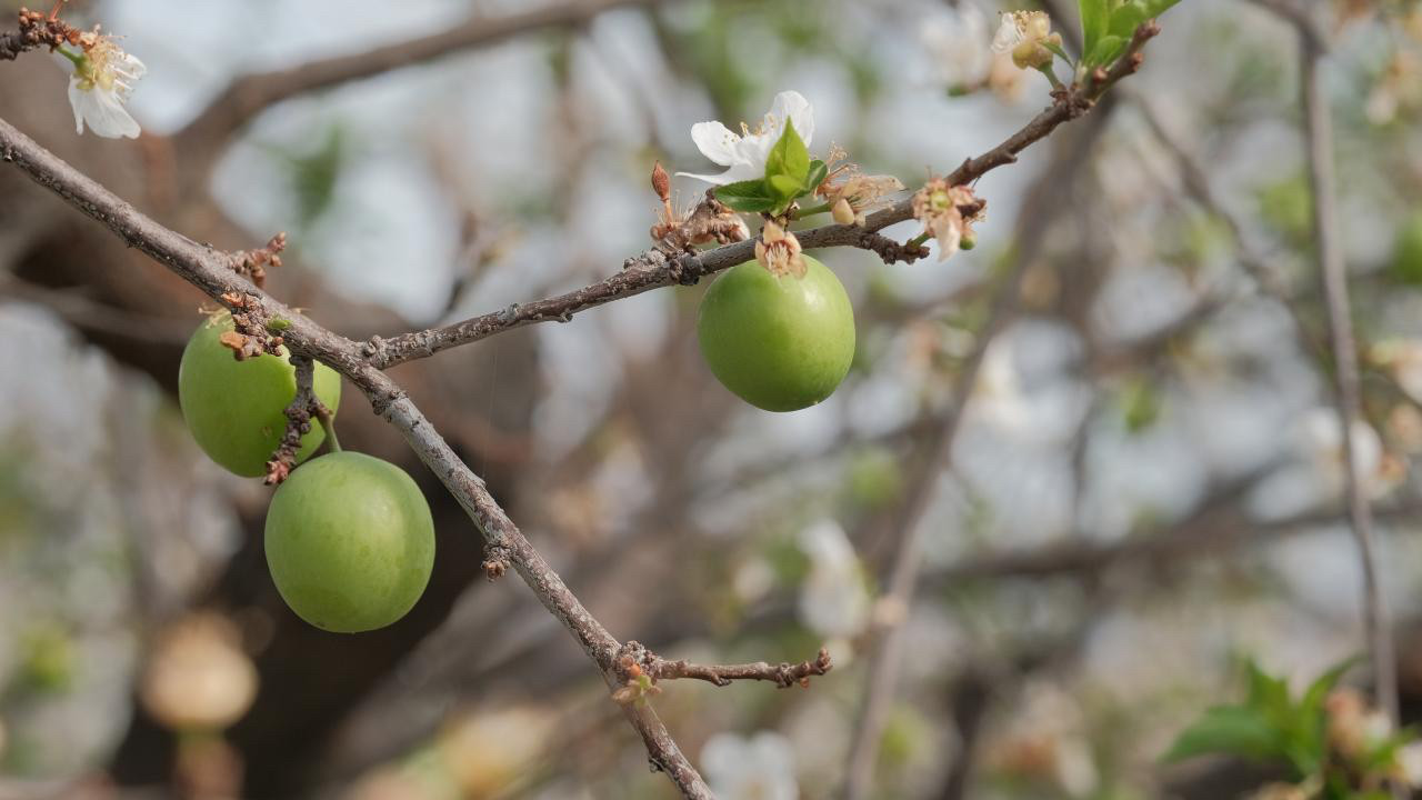 Aydın’daki pazar tezgahlarında yerini aldı! Kilosu 150 ile 200 lira arasında satılıyor
