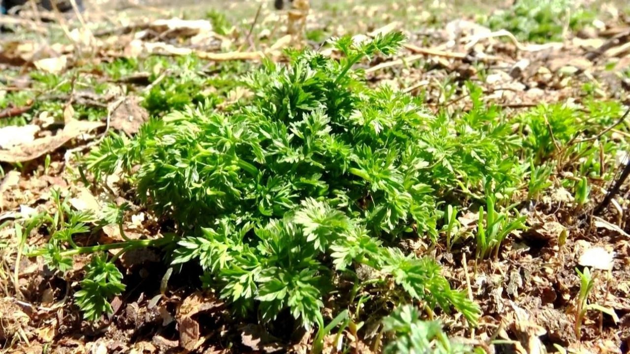 Deli bat bat otu nedir? Deli bat bat otu zehirlenmesi belirtileri nelerdir? Deli bat bat otu neye benziyor? İşte yanıtı