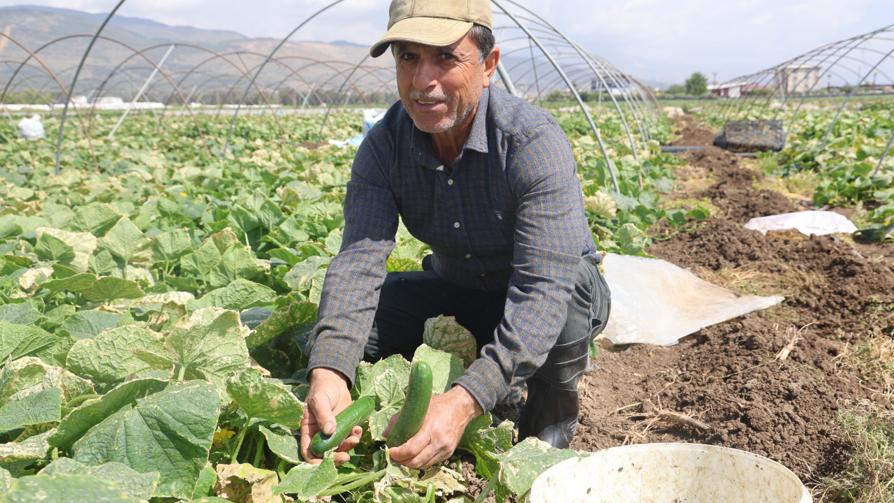 Hatay'da üretiliyor! Tarlada 15 TL, markette 30 TL'ye satılıyor