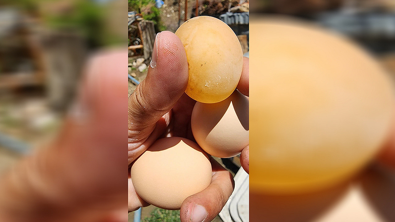 Bu yumurtayı görenler gözlerine inanamıyor! Elazığ’ın Arıcak ilçesinde görüntülendi