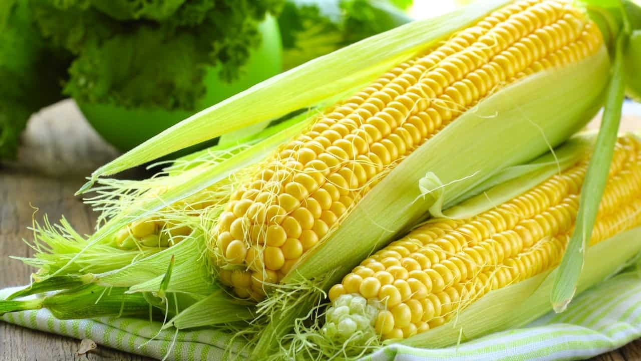 3 milyon ton mısır ithalatı kararına üreticiden tepki! ‘Doğru planlayın, biz üretiriz’