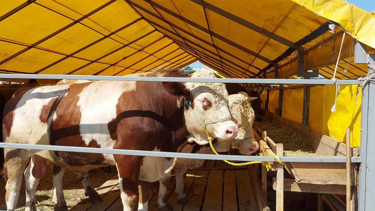 Giresun kurbanlık fiyatları 2025! Giresun'da büyükbaş küçükbaş kurbanlık fiyatı ne kadar?