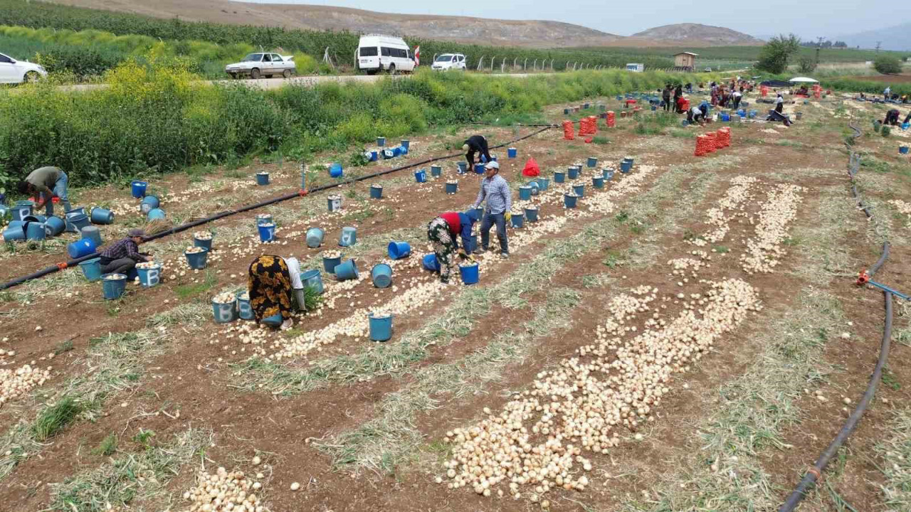 Hatay'da 8 liraya satılıyor