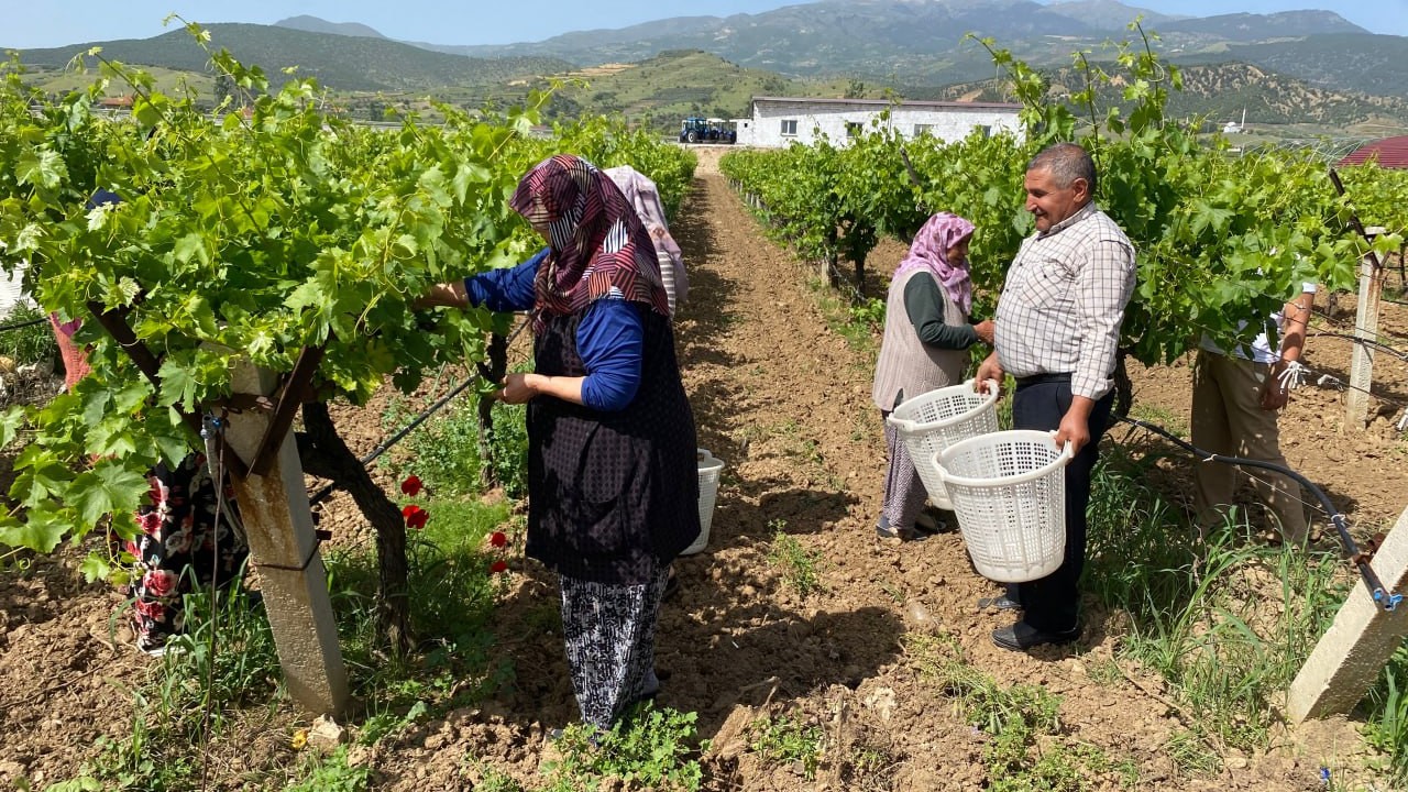 Manisa, dünyanın önde gelen üretim merkezi oldu! Temmuz ayının sonuna kadar sürecek! Manisa haberleri, Manisa Alaşehir
