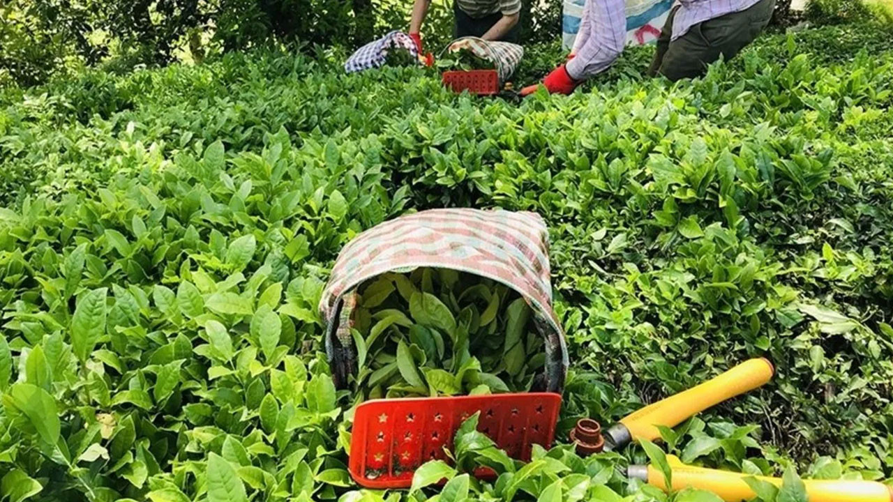 Yaş çay alım fiyatı belli oldu! Tarım ve Orman Bakanlığı duyurdu