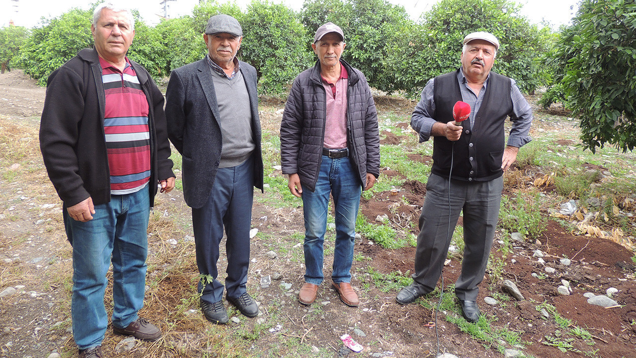 Hatay’da üreticiler kuruyan narenciye ağaçlarını söküyor