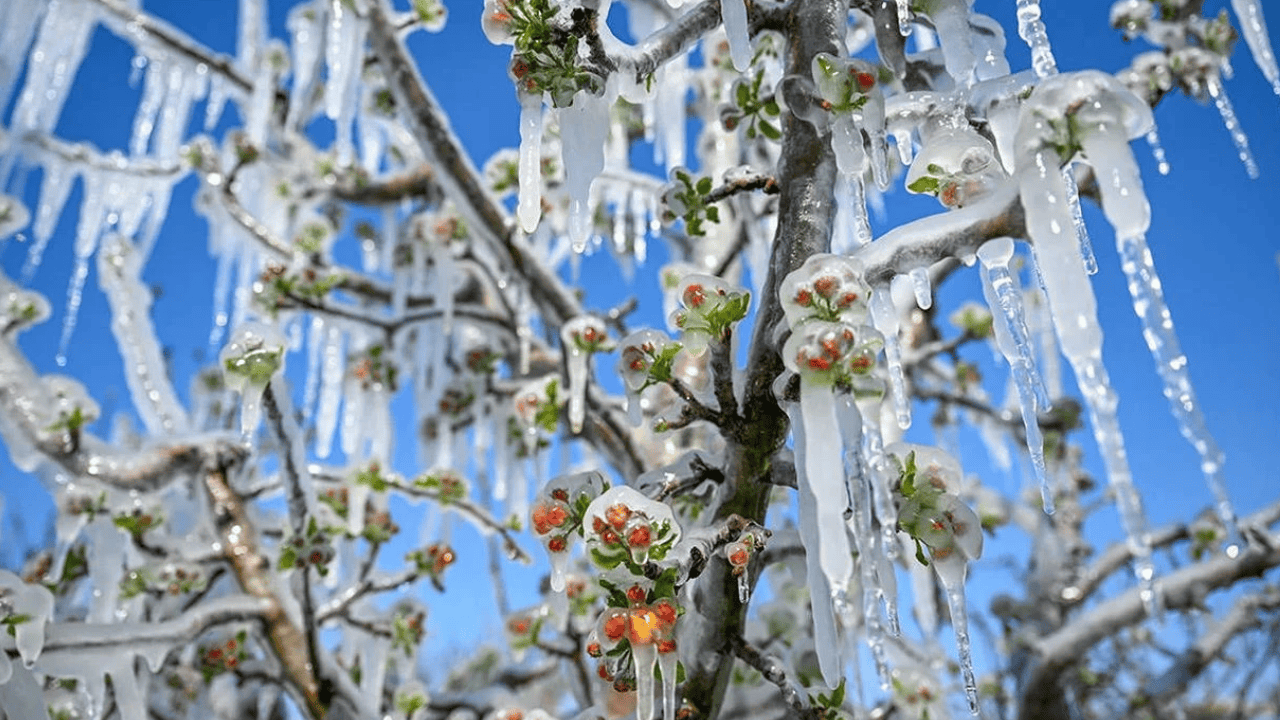 Meclis’te ‘Zirai Don Felaketini Araştırma Komisyonu’ kuruldu