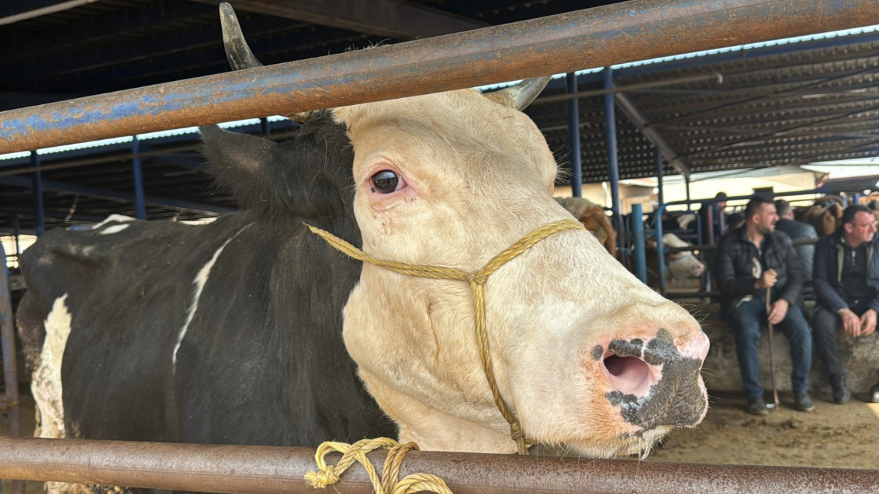 Türkiye'nin en ucuz kurbanlıkları o şehirde! 2025 kurban fiyatları dikkat çekti, pazarda hareketlilik başladı