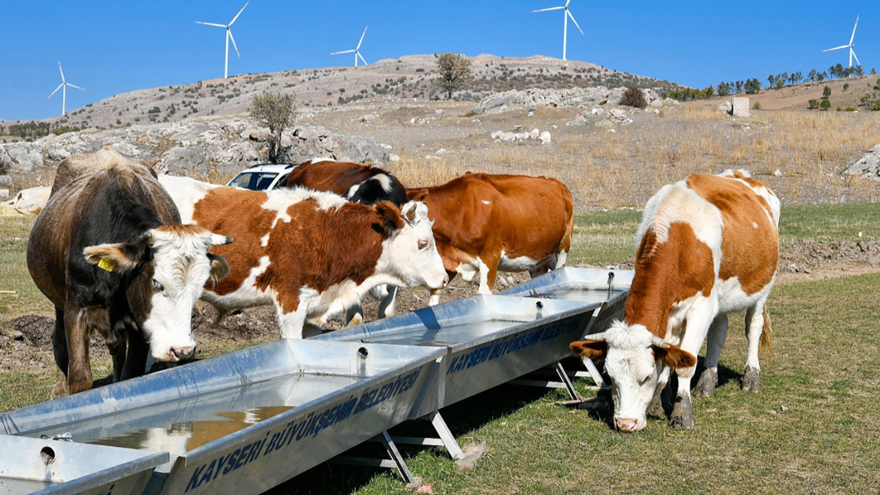 Çiftçiler dikkat! 5,1 milyar lira bugün hesaplara yatacak! Hayvancılık destek ödemesi hangi kimlik numarasına?