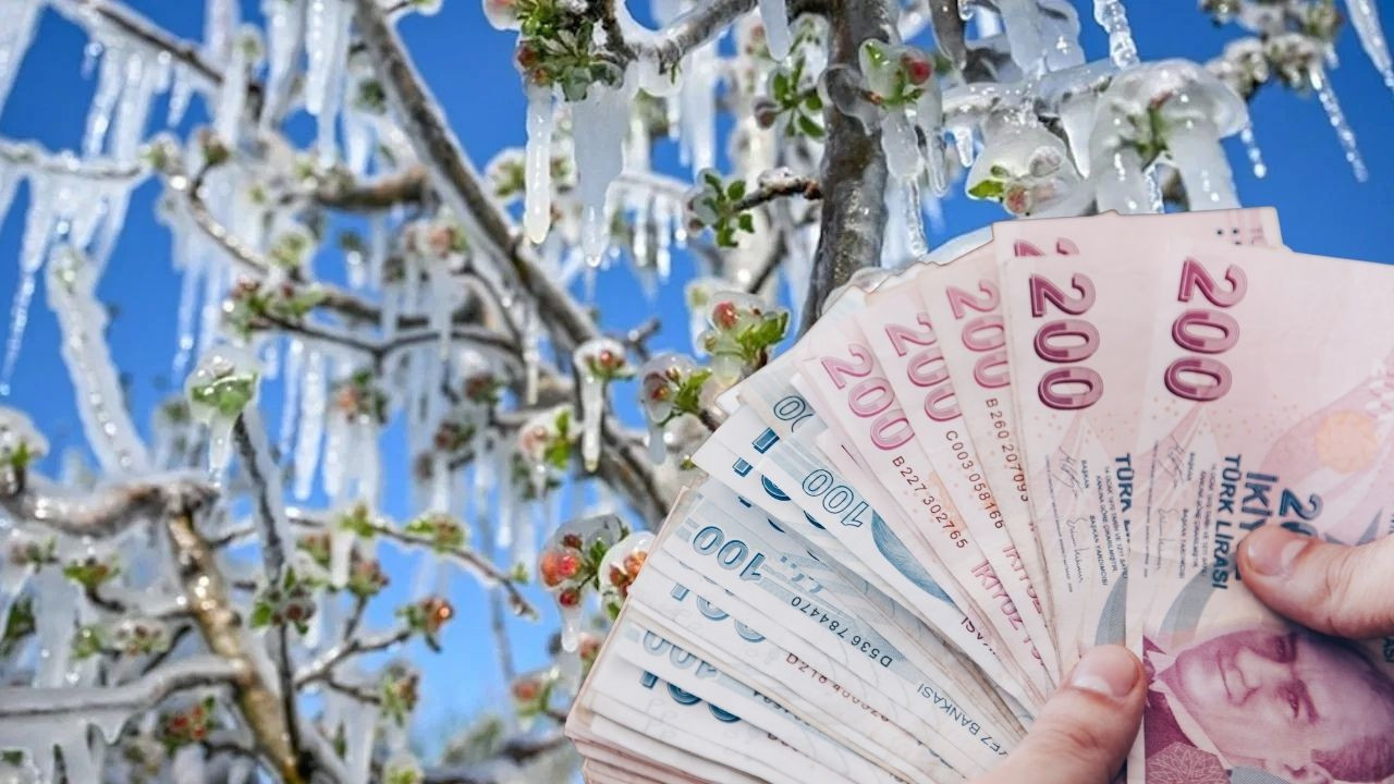 Zirai don desteği nasıl alınır? Başvuru şartları ve süreci açıklandı