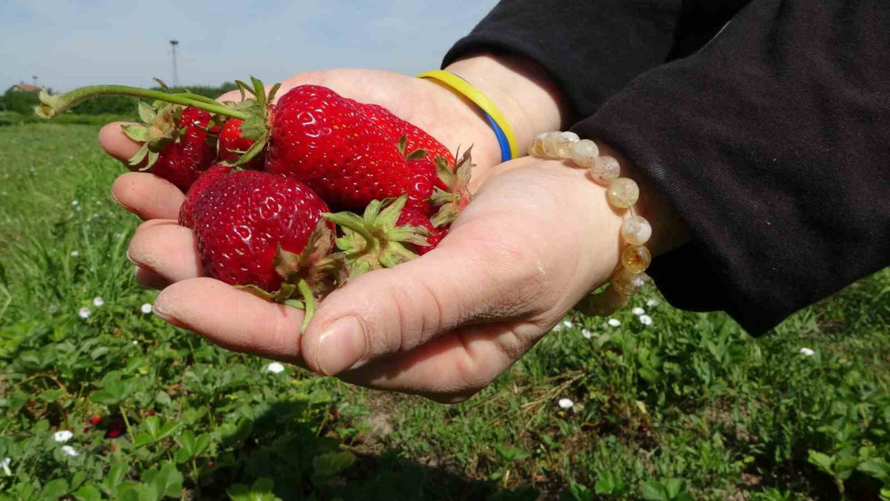 Malatya'da üretiliyor! 125 liraya satılıyor
