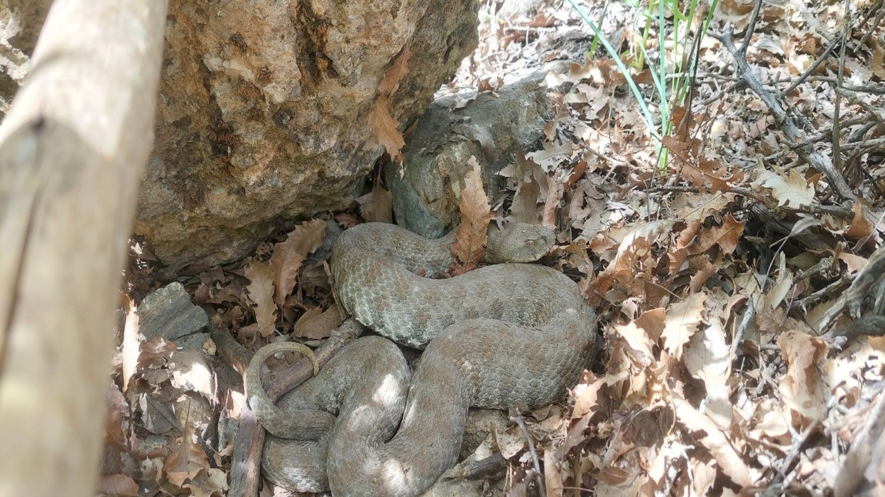Tunceli'de görüldü: Tek bir ısırığı insanı öldürmeye yetiyor