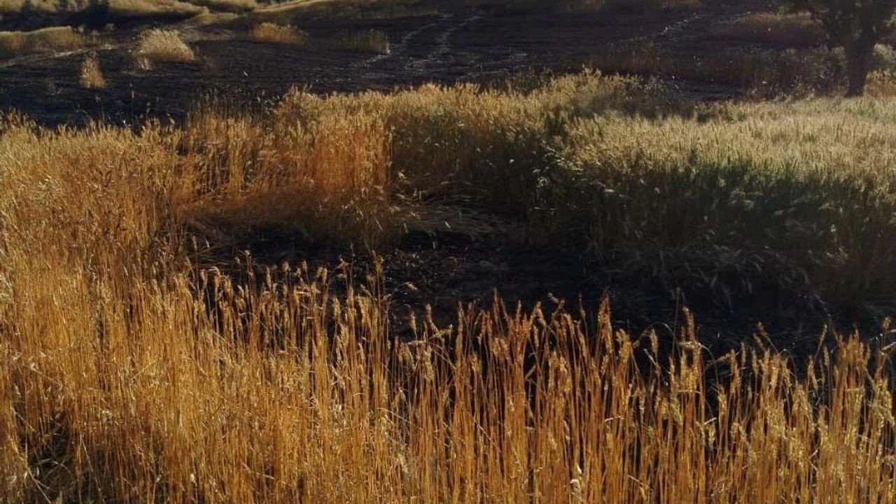 Bir soda şişesi tüm araziyi küle çevirdi!