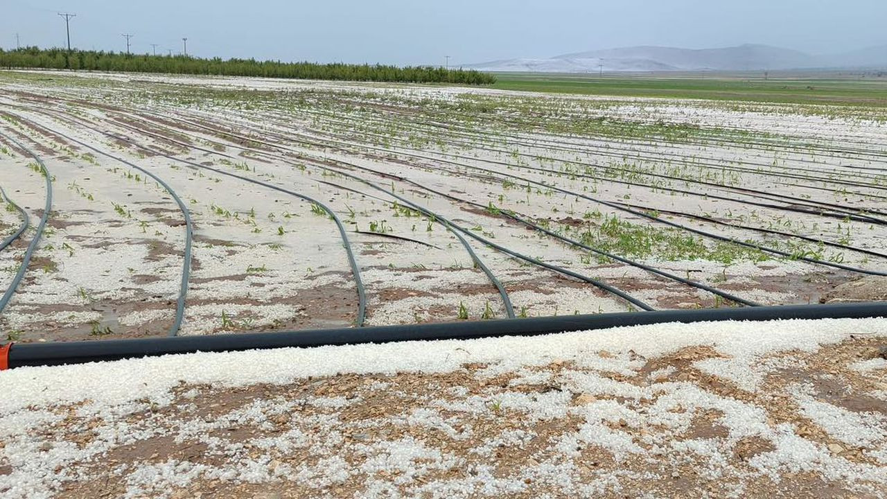 ‘Buğdayda maliyet 16,5 lira’