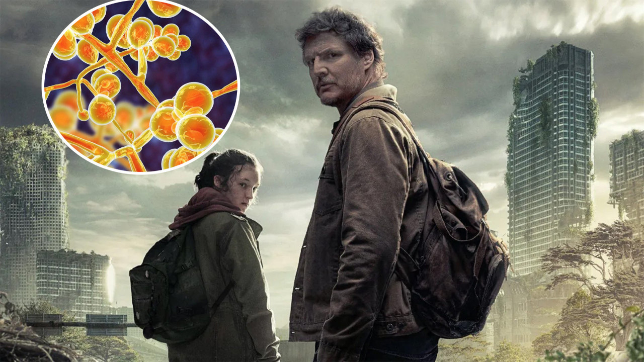 Akıllara The Last Of Us’ı getirdi… İngiltere alamda! Bu ölümcül mantar dezenfektanlara dirençli!