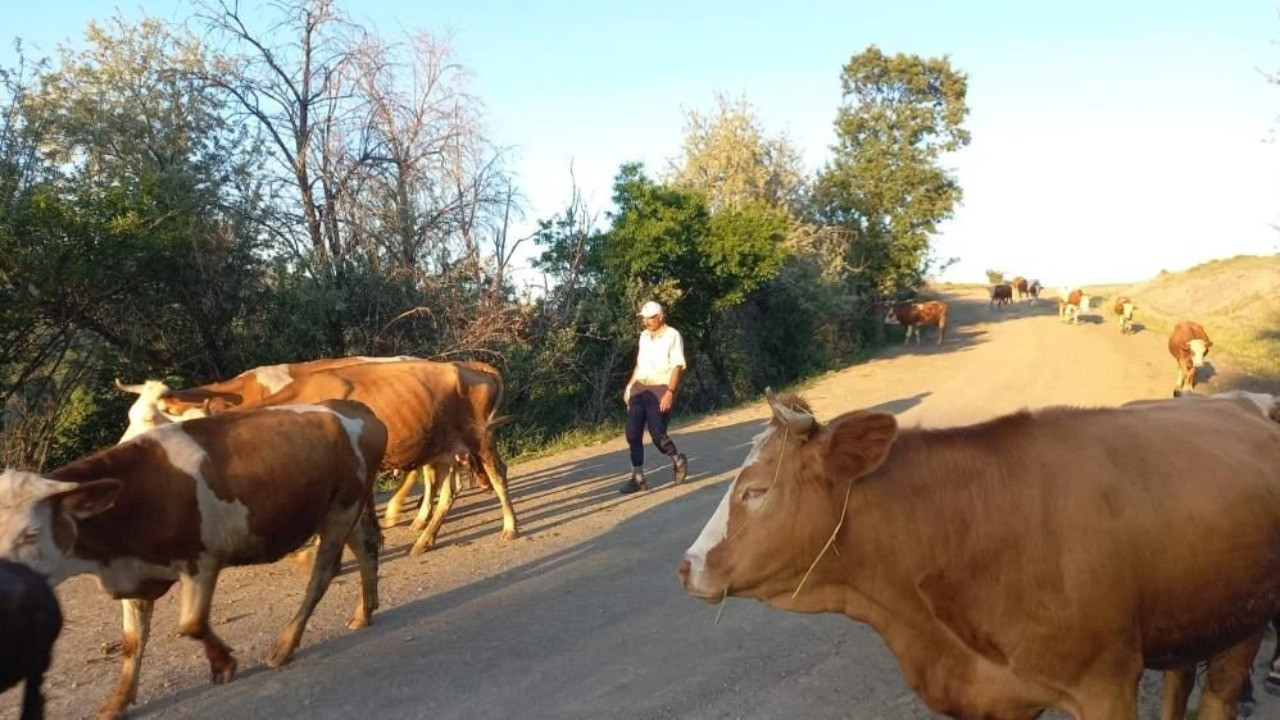 75-80 bin lira maaş, sınırsız internet! Çoban bulmakta zorlanılıyor