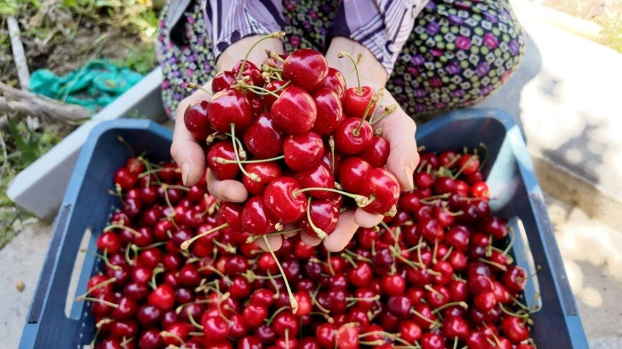 Hasat sabah saatlerinde başlıyor: Günlük 900 lira kazanıyorlar