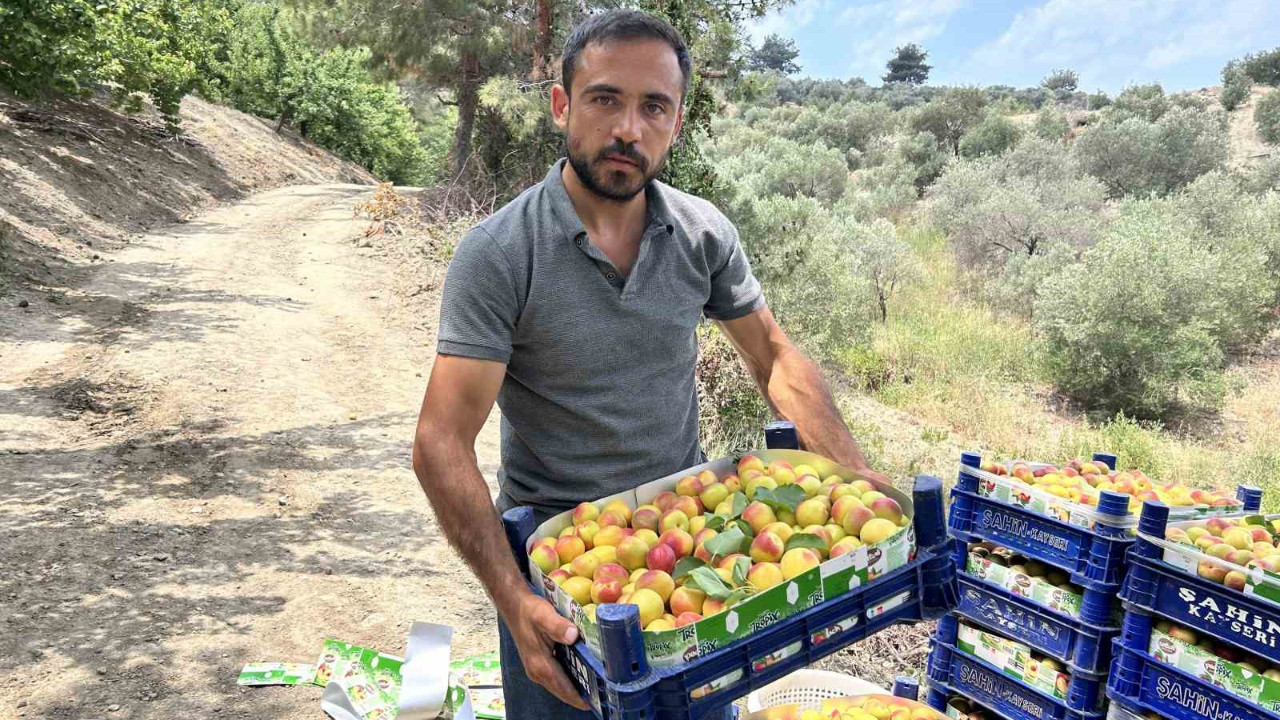 Hatay’ın Arsuz ilçesinde üretiliyor! 50 TL ile 70 TL arasında alıcı buluyor